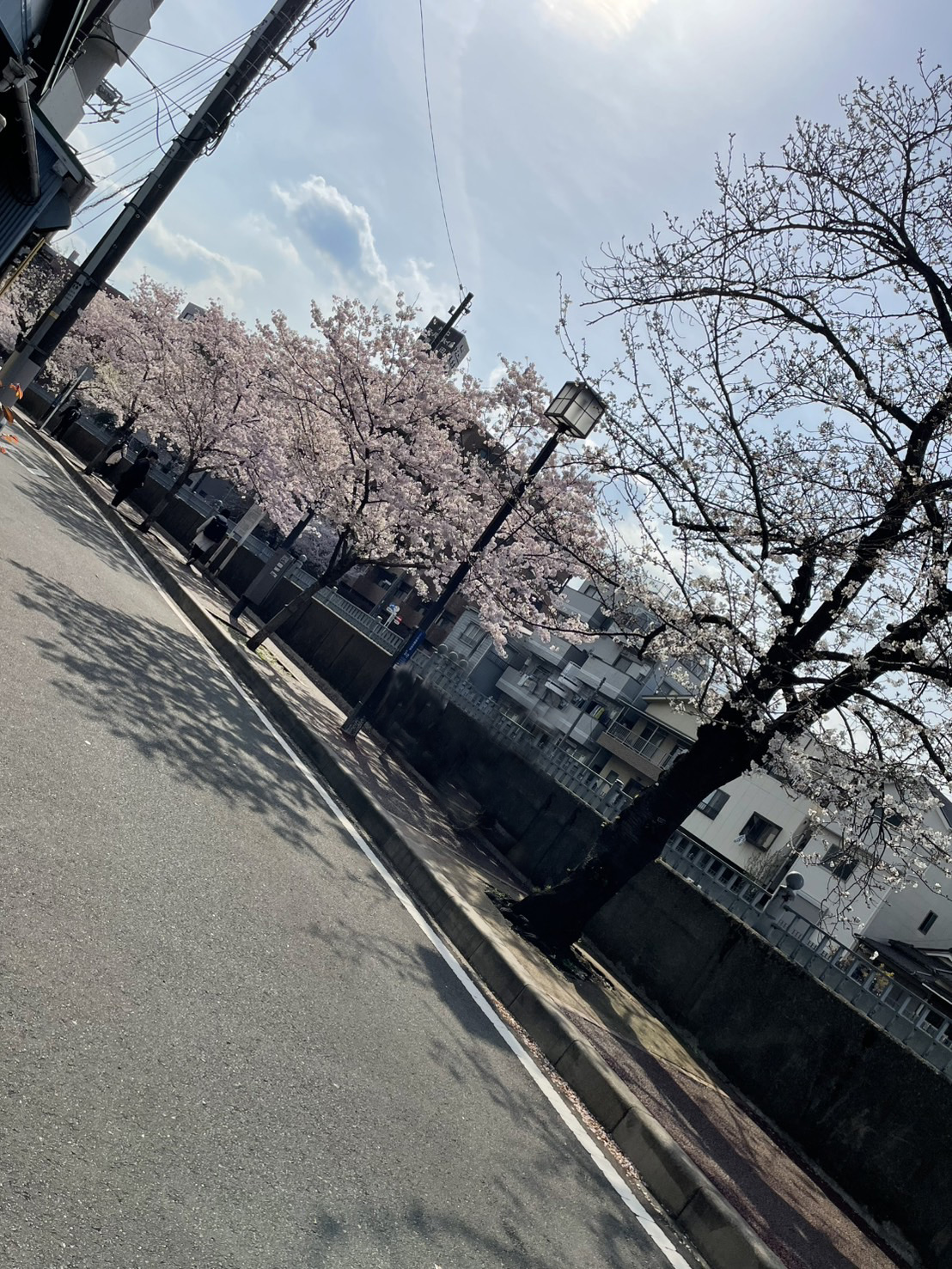 【サブカルビジネスセンター横浜 Member's Blog🌟】桜を見に行きました🌸