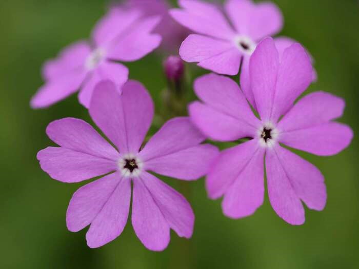 4月28日誕生花　サクラソウ！🌸