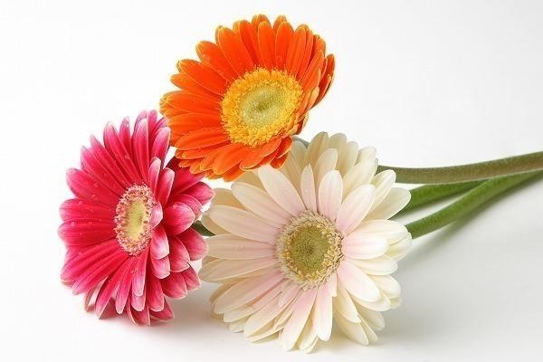 【サブカルビジネスセンター横浜 Member's Blog🌟】４月の花にガーベラがあるのはご存知ですか？